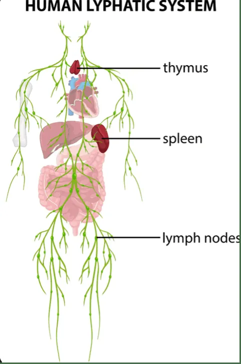 Lymphoma patient support resources infographic with care options counseling services and financial assistance programs for cancer patients
